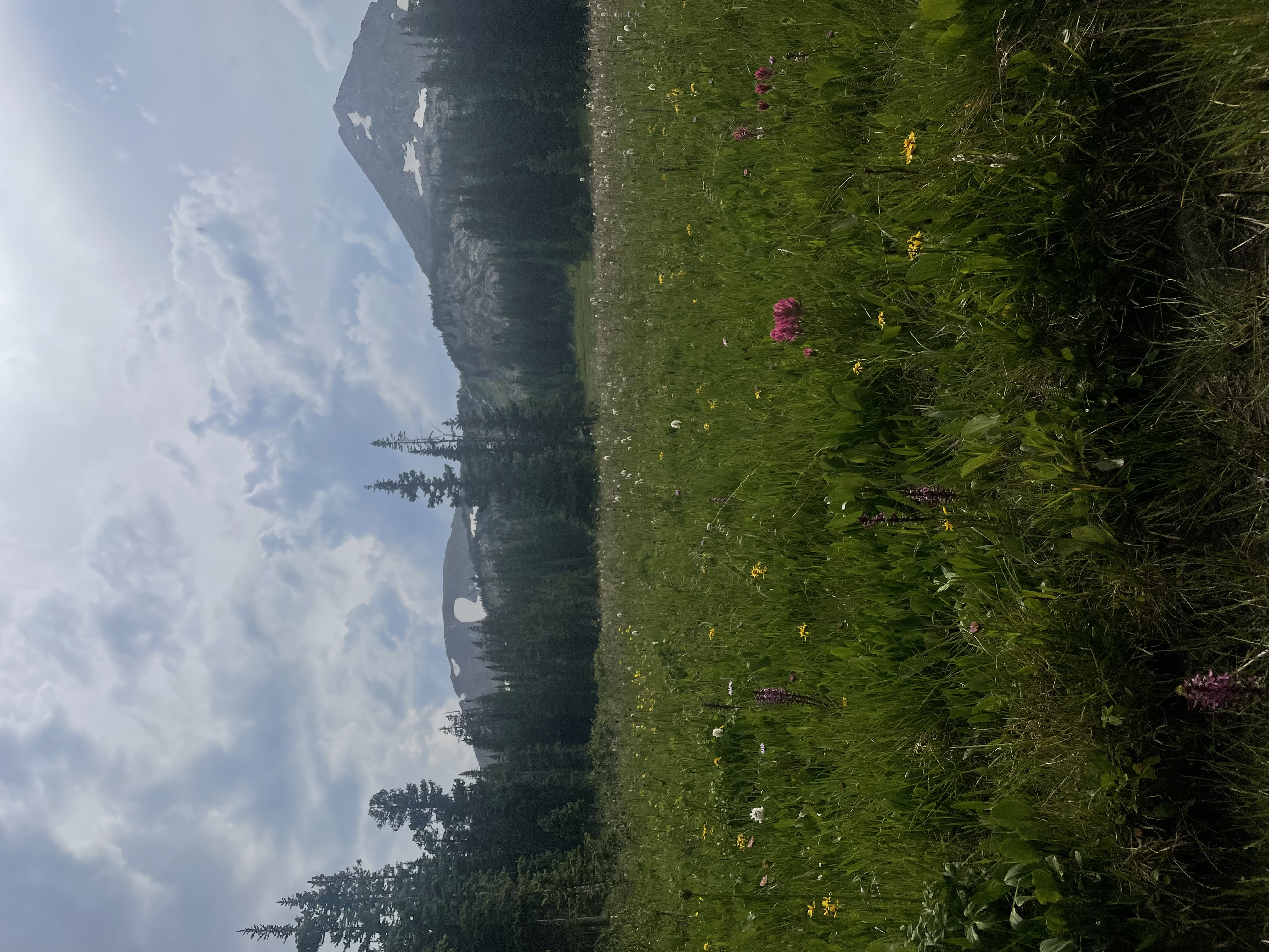 Nature photo